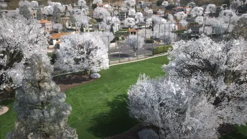 White Vegetation